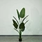 bonsai banana tree